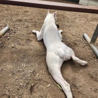 Royal Crest Drive Dog Park ico