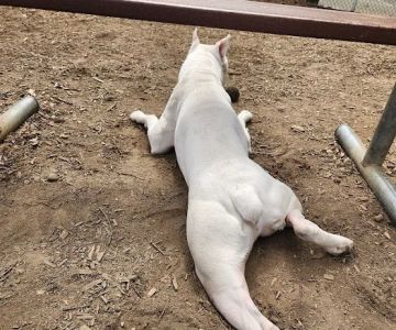 Royal Crest Drive Dog Park
