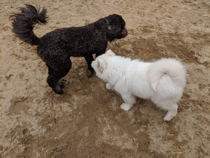 Andover Dog Park 5