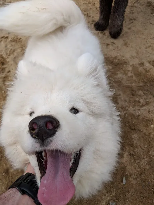 Andover Dog Park 4