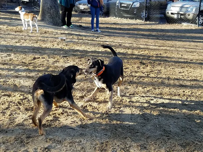 Andover Dog Park 9