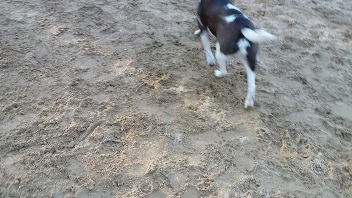 Andover Dog Park 8