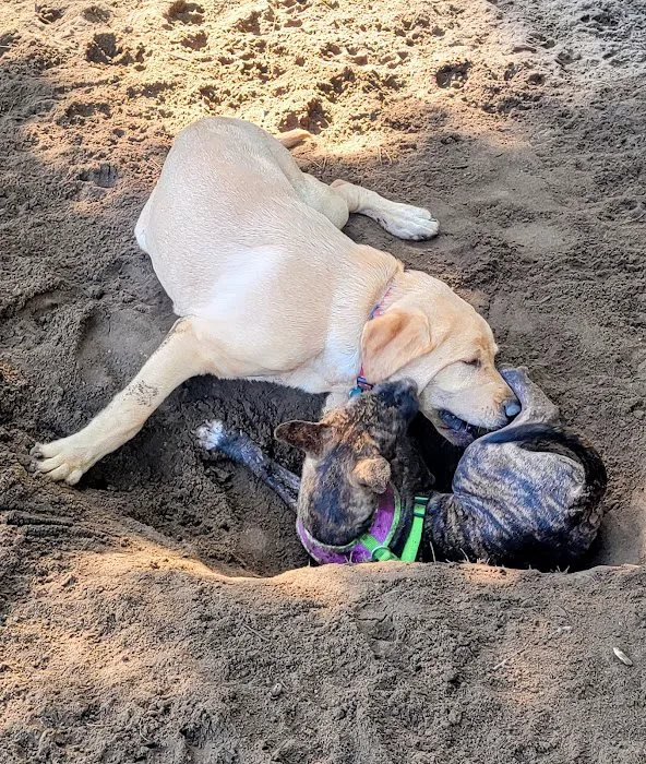 Wilmington Dog Park 3