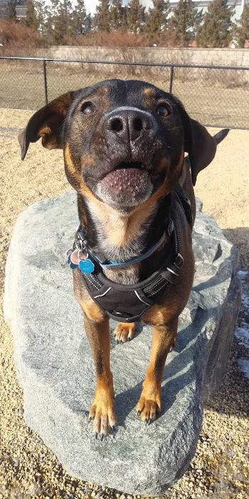 Woburn Dog Park 1