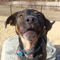 Woburn Dog Park ico