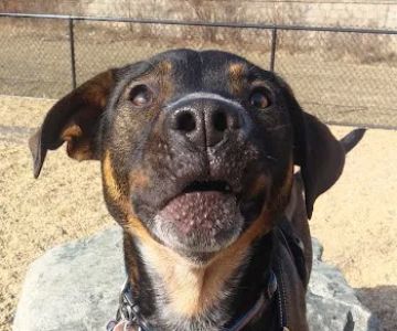 Woburn Dog Park