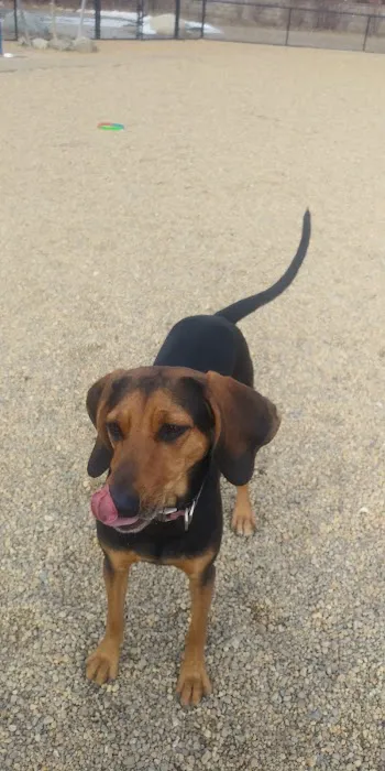 Woburn Dog Park 4