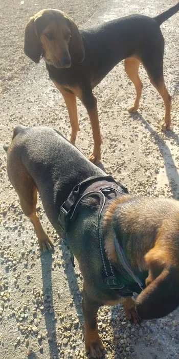 Woburn Dog Park 3