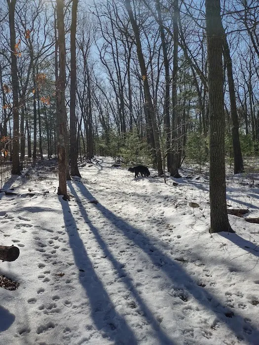 Reading Town Forest 2