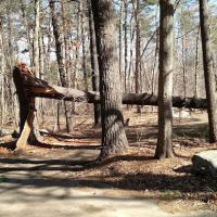 Reading Town Forest ico