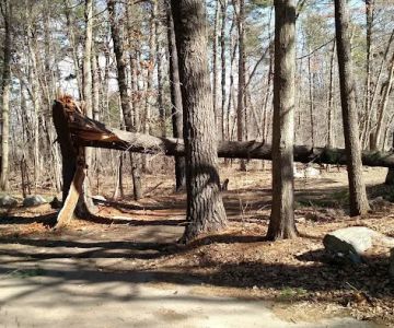 Reading Town Forest