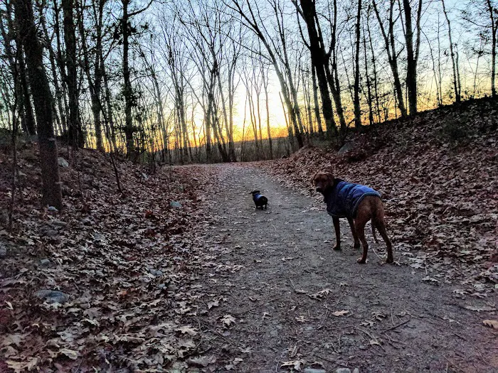 Reading Town Forest 8