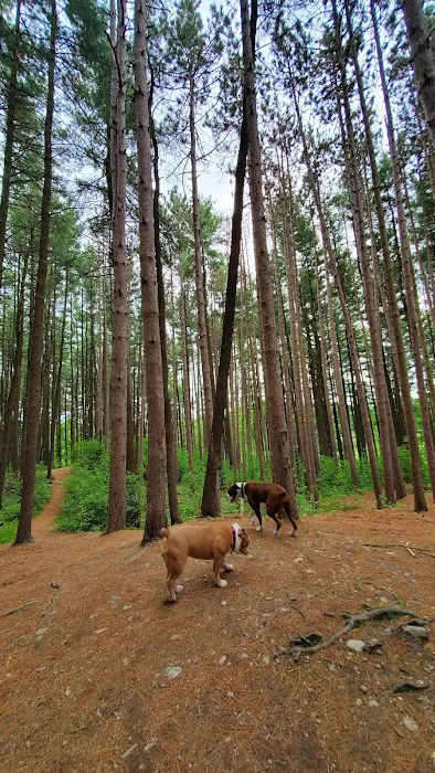 Reading Town Forest 9