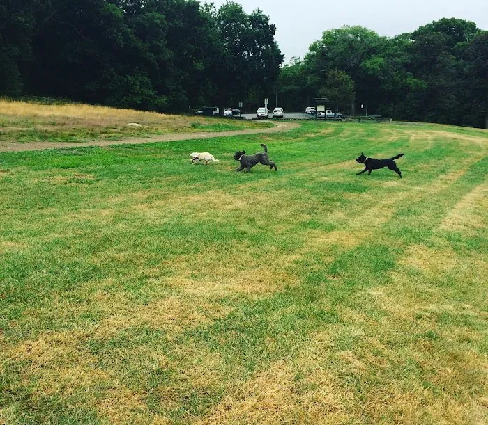 Sheepfold Dog Park 5