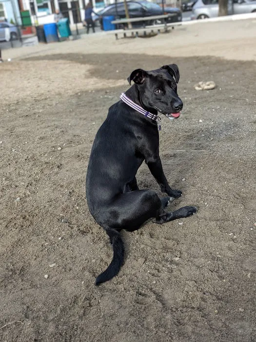Nunziato Dog Park 8