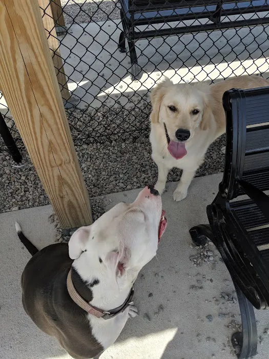 Boneyard Dog Park 9