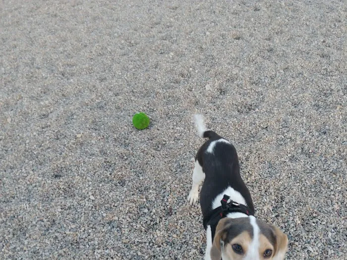 Boneyard Dog Park 4