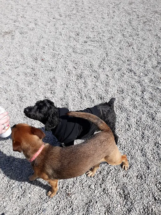Boneyard Dog Park 1