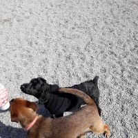 Boneyard Dog Park ico