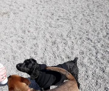 Boneyard Dog Park