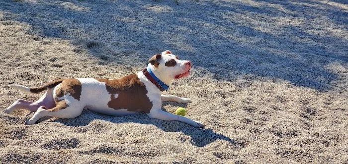 Barnstable Dog Park 3