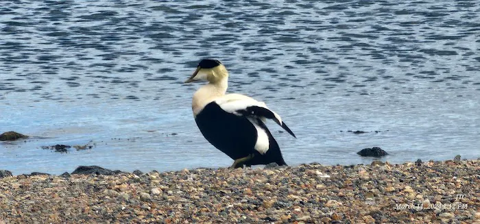 Hyannis Harbor Park 9