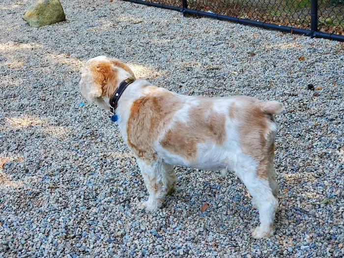 Yarmouth Dog Park 3