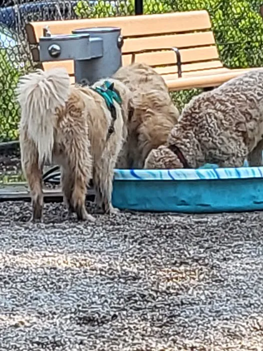 Yarmouth Dog Park 2