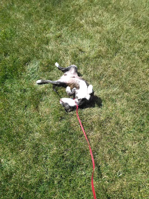 Off-Leash Dog Park @ Norlo Park 8