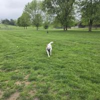Off-Leash Dog Park @ Norlo Park ico