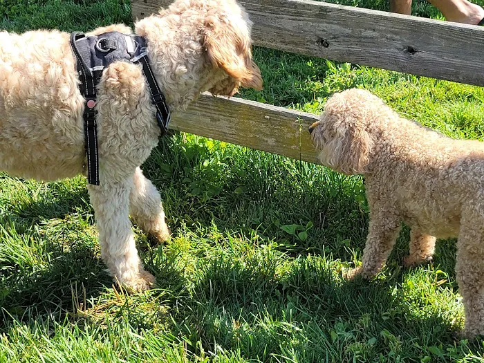 Worthington Off Leash Dog Park 2