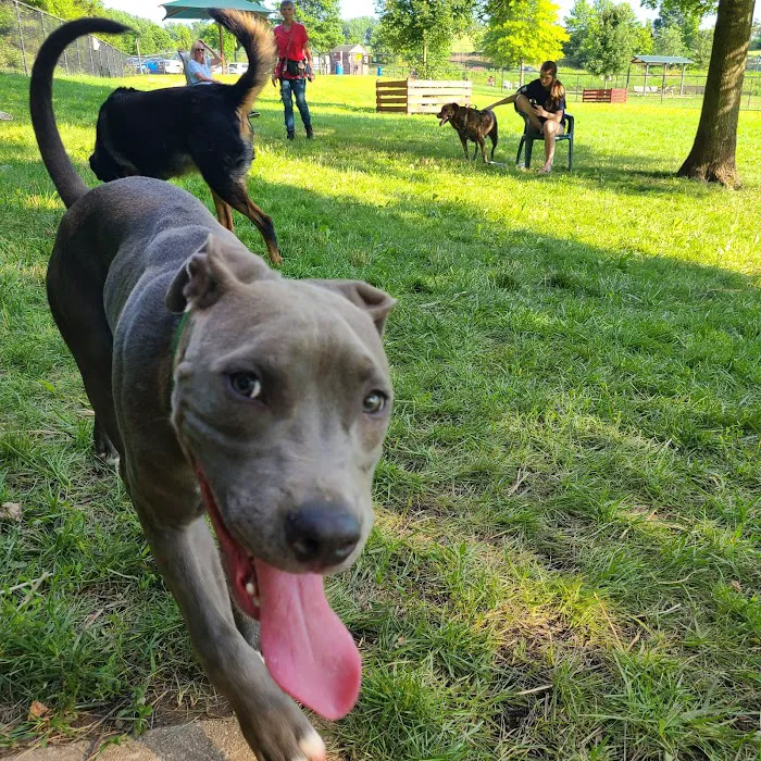 Worthington Off Leash Dog Park 6