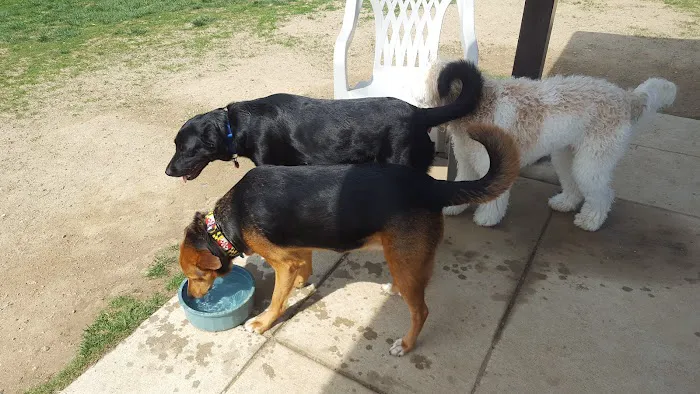 Worthington Off Leash Dog Park 9