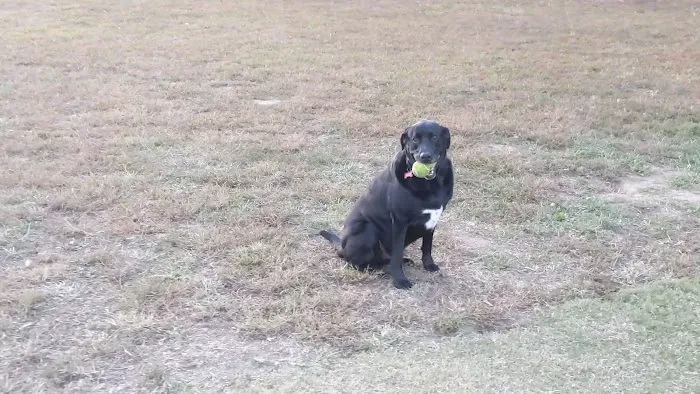 Columbia DogPark 5