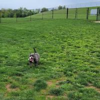 Dog Park Urbana at Urbana District Park ico