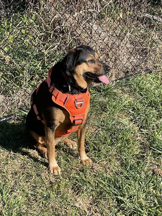 Uptown Dog Park 5