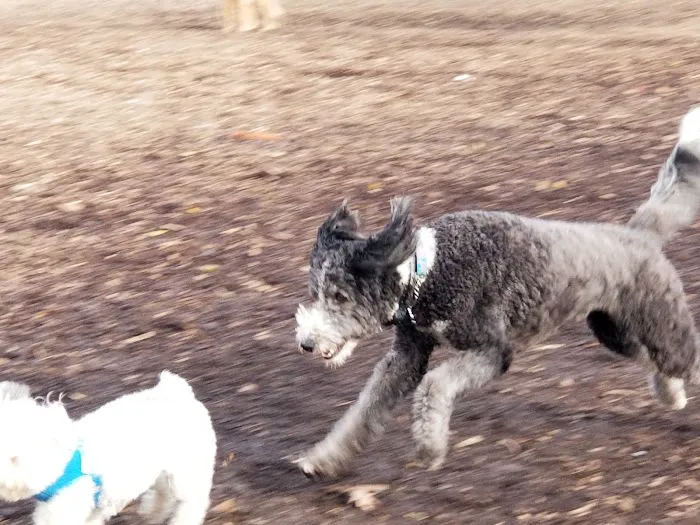 City of Frederick Dog Park 8