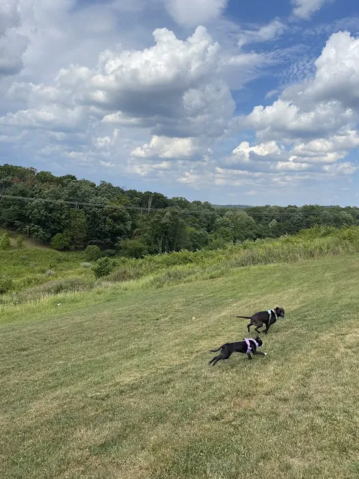 Piedmont Woods Dog Park 5