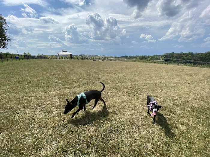 Piedmont Woods Dog Park 6