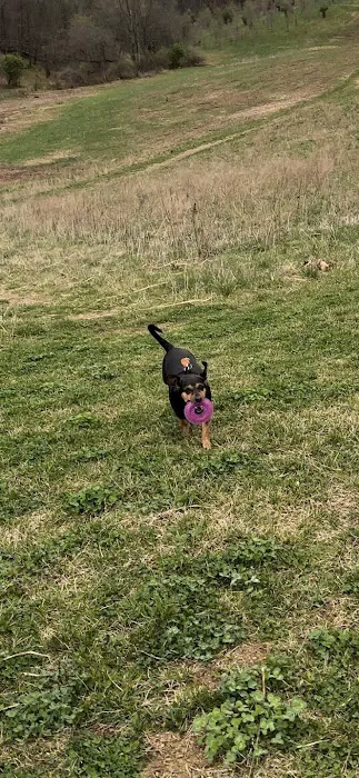 Piedmont Woods Dog Park 7