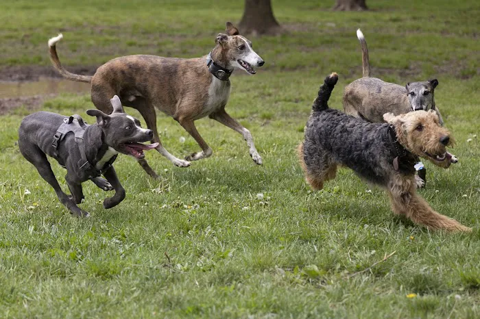 Ballenger Creek Dog Park 1