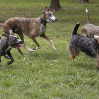 Ballenger Creek Dog Park ico