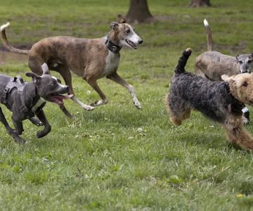 Ballenger Creek Dog Park