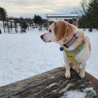 Montgomery Village Dog Park ico