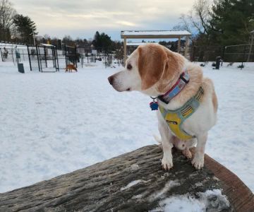 Montgomery Village Dog Park