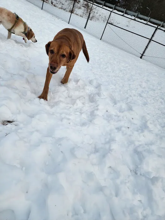 Montgomery Village Dog Park 7