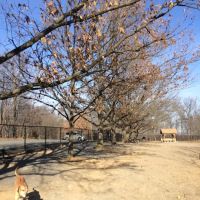 Dog Exercise Area ico