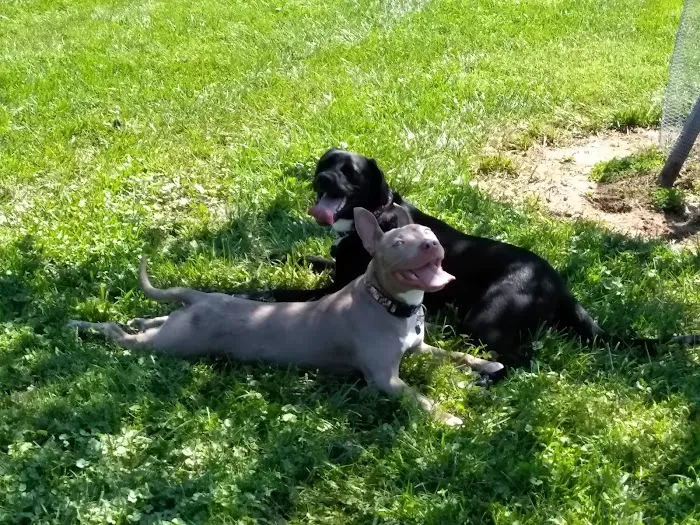 Wiles Branch Dog Park 10