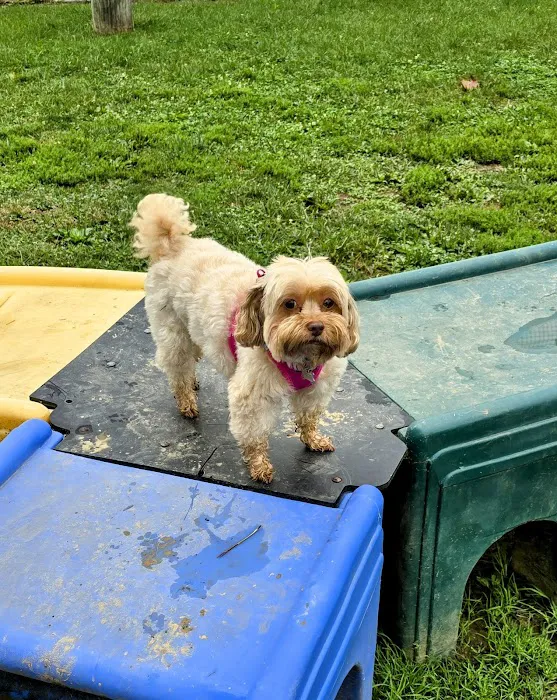 Olney Manor Recreational Park Dog Park 10