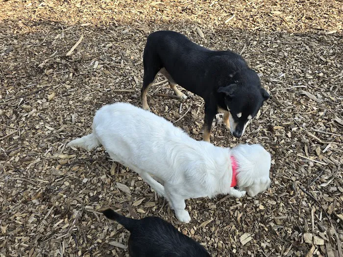 Olney Manor Recreational Park Dog Park 2